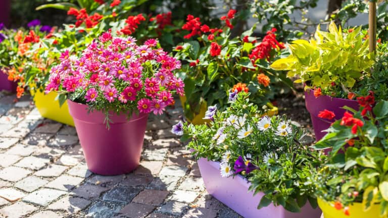 How to Design a Container Garden for Your Flowers