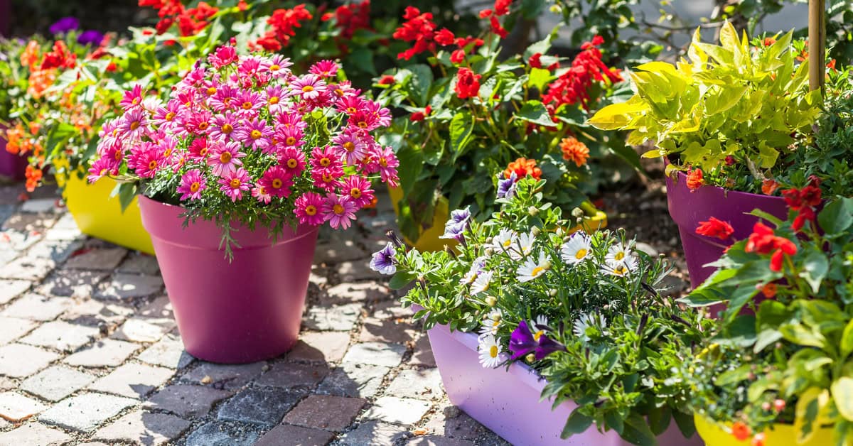 How to Design a Container Garden for Your Flowers - Sponge Hacks