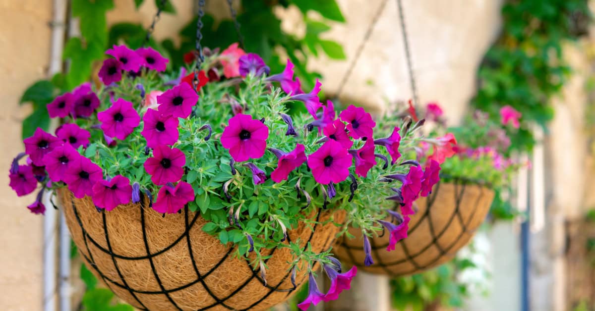 19 Hanging Basket Ideas (Stylish Tips & Tricks)